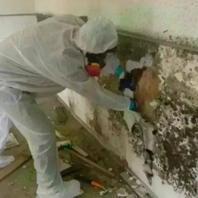 Mold Remediation and Removal in Fountain Valley, CA